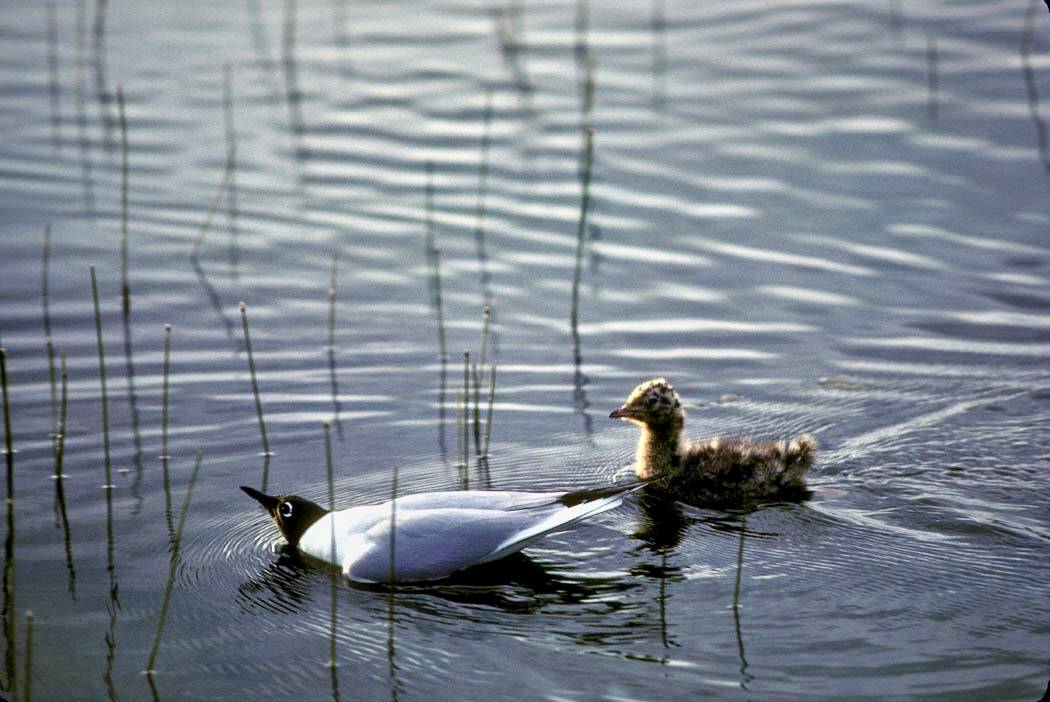 From National Digital Library of U.S. Fish and Wildlife Service, Public Domain